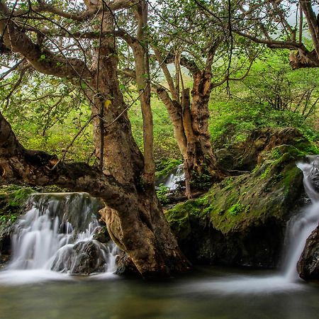 Crowne Plaza Resort Salalah, an IHG Hotel Esterno foto The Platanus tree