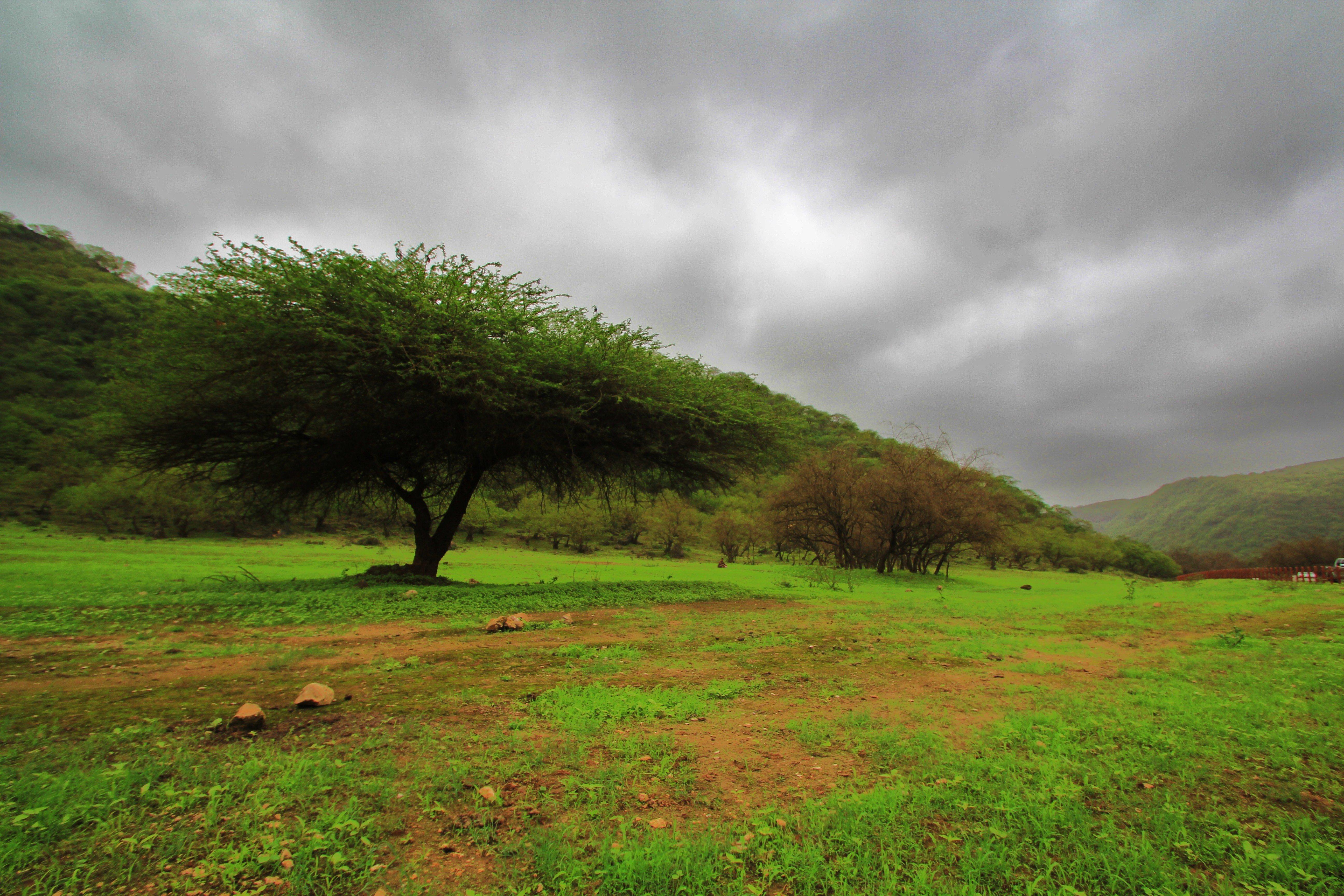 Crowne Plaza Resort Salalah, an IHG Hotel Esterno foto A view of the park
