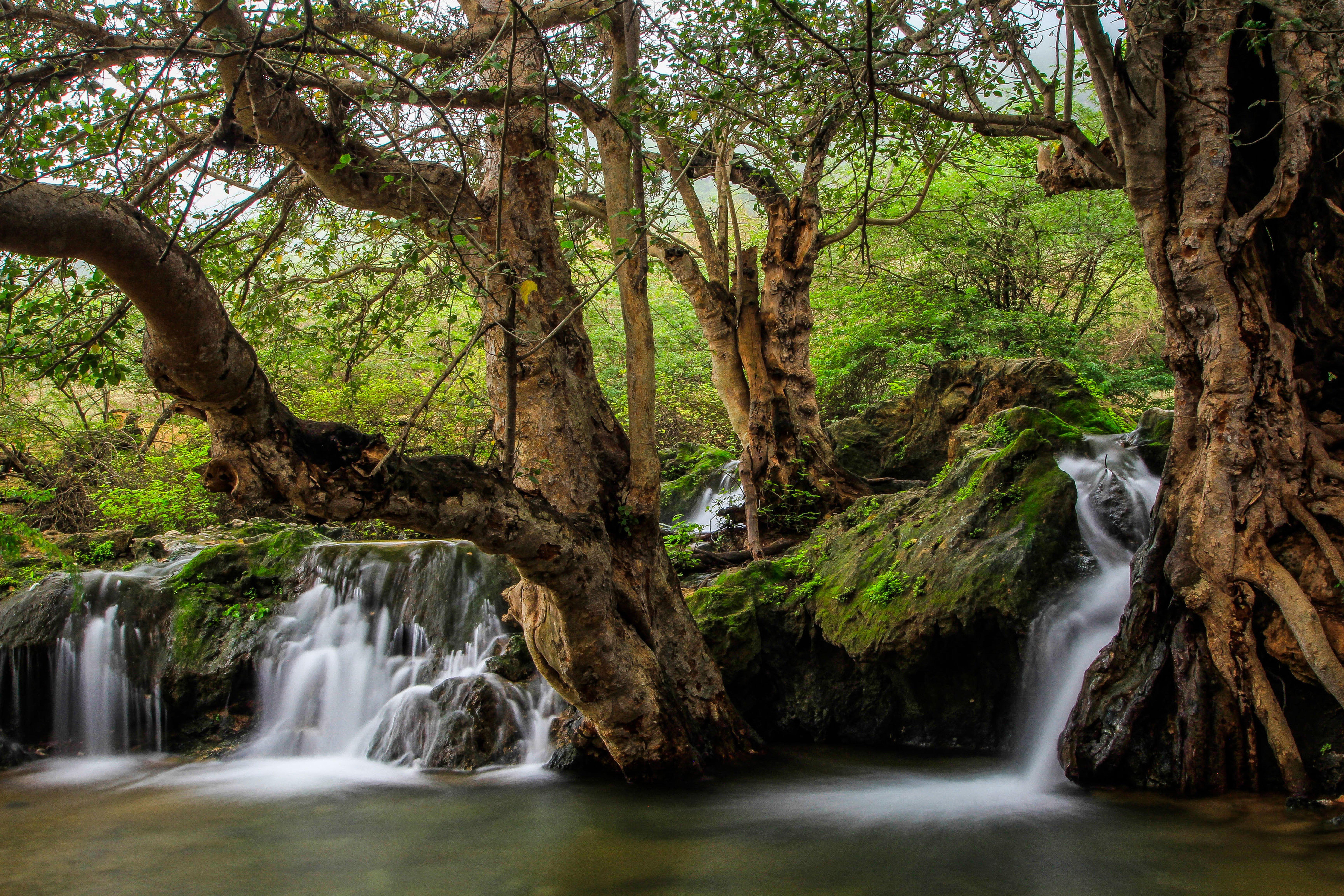 Crowne Plaza Resort Salalah, an IHG Hotel Esterno foto The Platanus tree